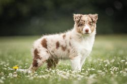 picture of dog