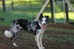 picture of dog