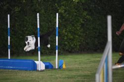 picture of dog