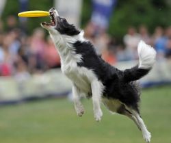 picture of dog