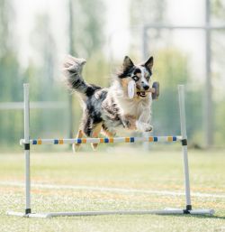 picture of dog