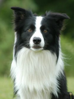 Pedigree collie hot sale