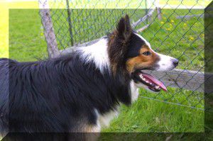 Border collie – Brit