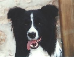 picture of dog