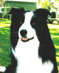 picture of dog