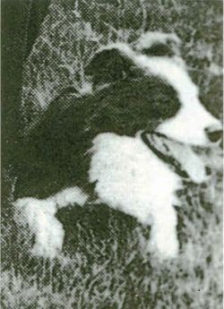 picture of dog