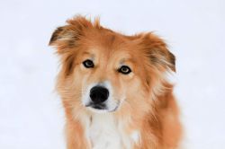 picture of dog