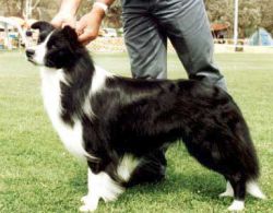 picture of dog