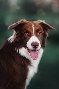 picture of dog