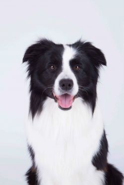 picture of dog