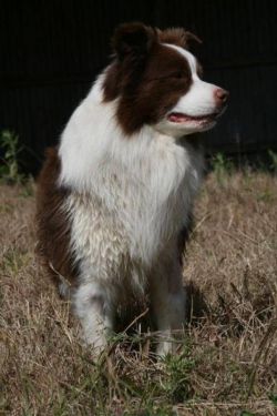 Cream and white border hot sale collie