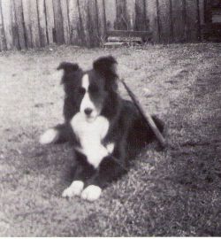 picture of dog