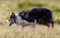 picture of dog