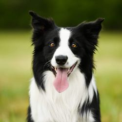 picture of dog