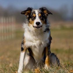 Never never land border sales collies