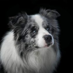 picture of dog