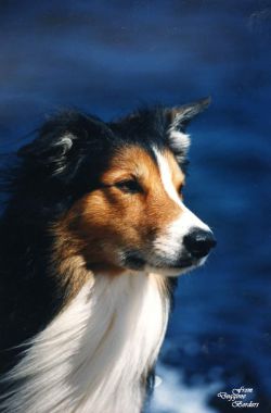 picture of dog