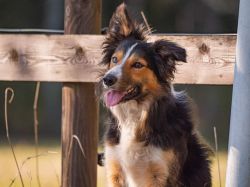 picture of dog