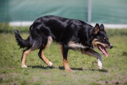 Border Collie pedigree database