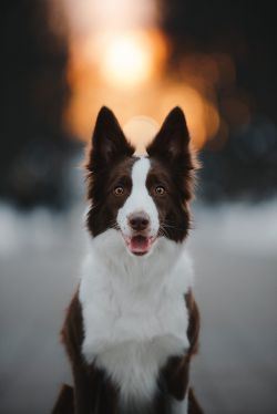 picture of dog