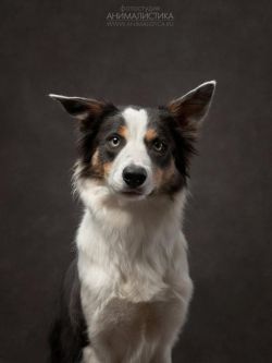 picture of dog