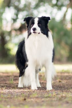 Top notch border store collies