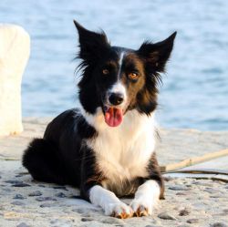 Border Collie pedigree database