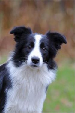 dapple border collie