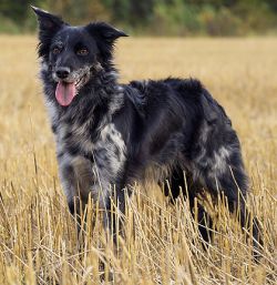 Rising sun border store collies