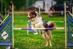 picture of dog