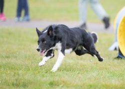 picture of dog