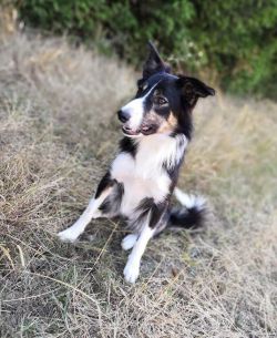 Border Collie pedigree database