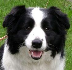 picture of dog