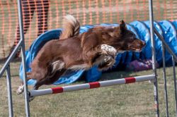 Border Collie pedigree database