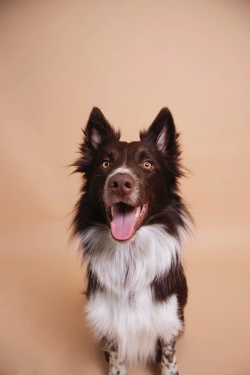 Border Collie pedigree database