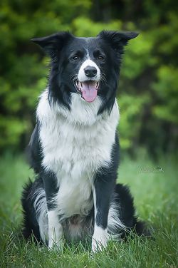 Border Collie pedigree database