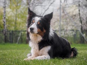 Border collie – Brit