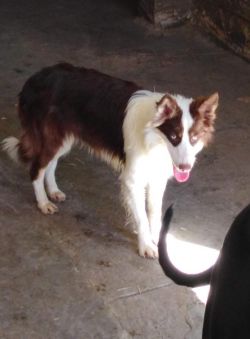 picture of dog