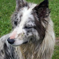 Border Collie pedigree database